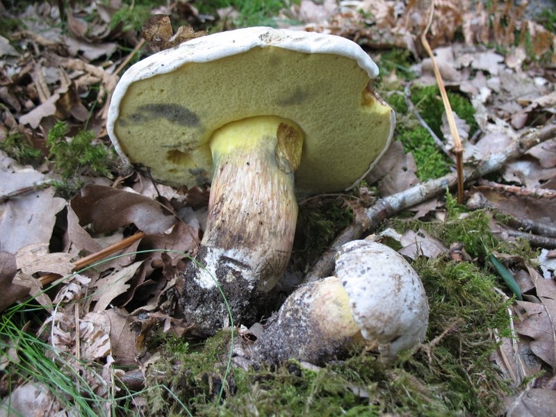 Boletus radicans